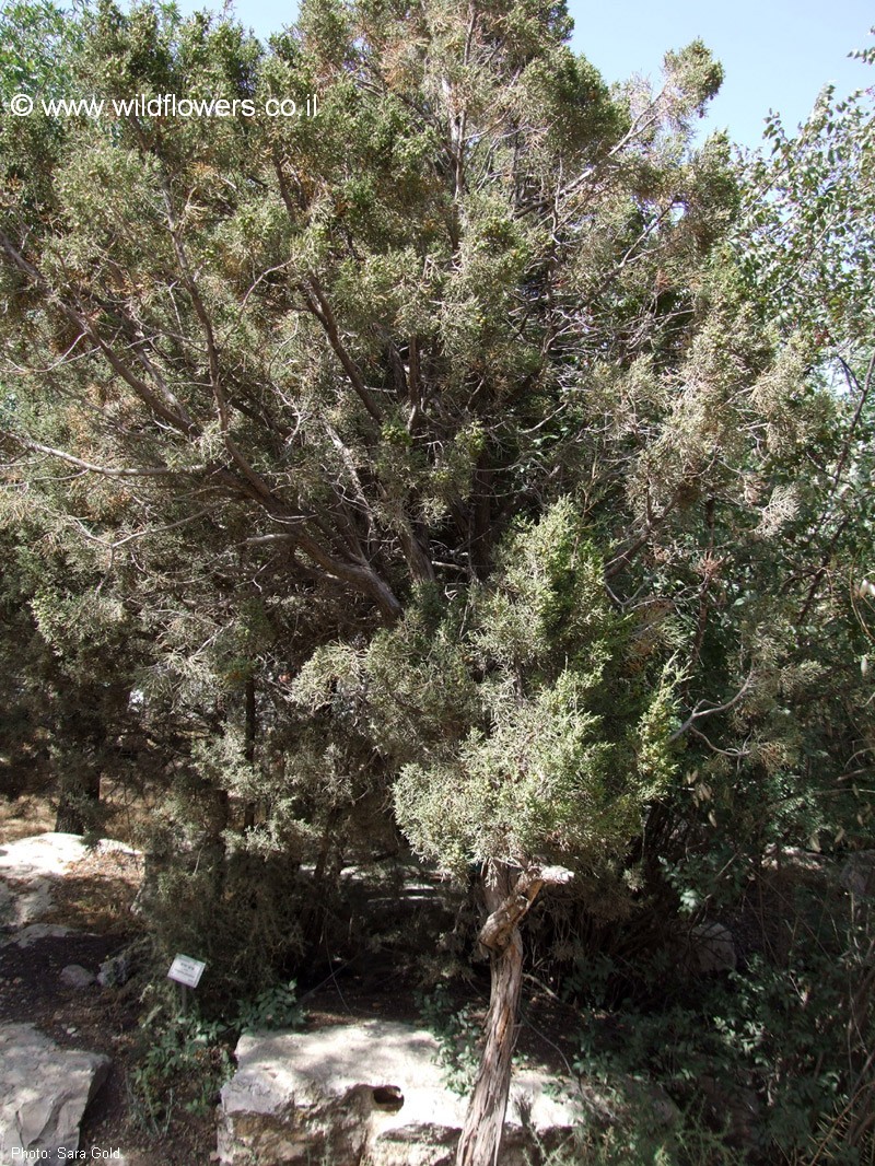 Juniperus pheonicea
